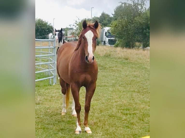 Quarter Pony Wałach 3 lat 145 cm Kasztanowata in Tarmstedt