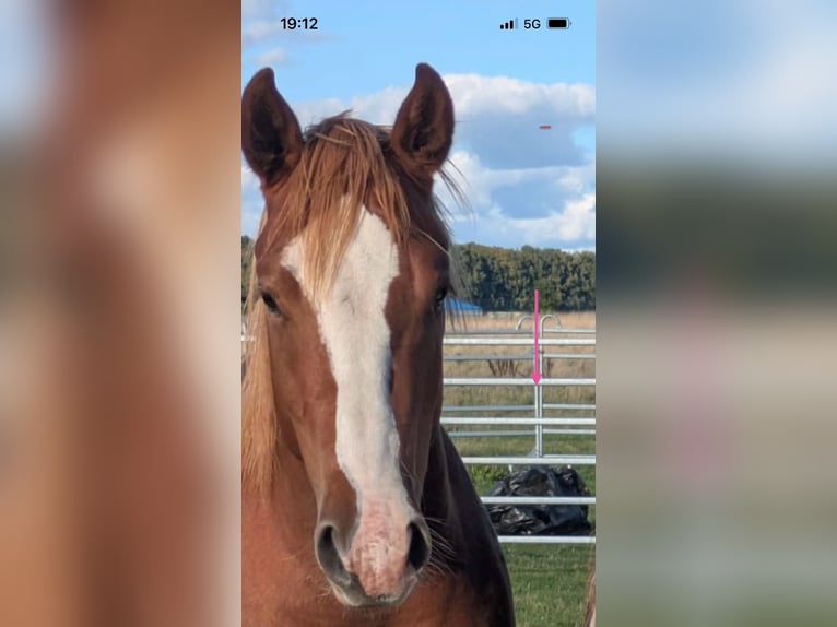 Quarter Pony Wałach 3 lat 145 cm Kasztanowata in Tarmstedt