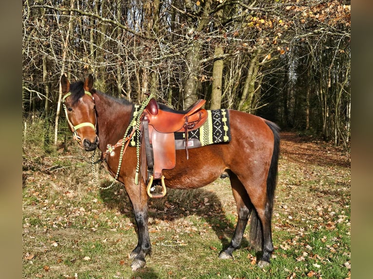 Quarter Pony Mix Wałach 3 lat 146 cm Gniada in Linkenbach