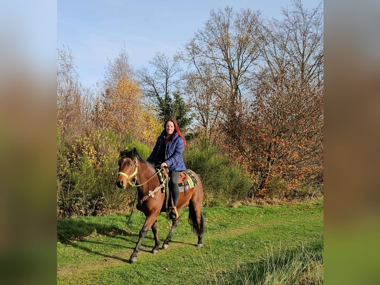 Quarter Pony Mix Wałach 3 lat 146 cm Gniada in Linkenbach