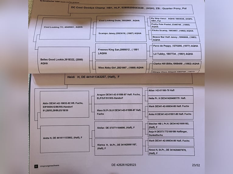Quarter Pony Mix Wałach 3 lat 148 cm Kasztanowata in Ahaus
