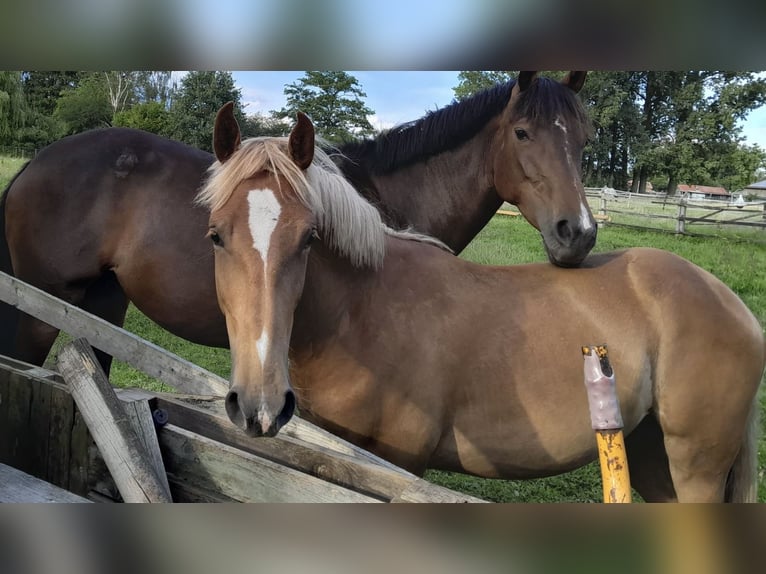 Quarter Pony Mix Wałach 3 lat 148 cm Kasztanowata in Ahaus