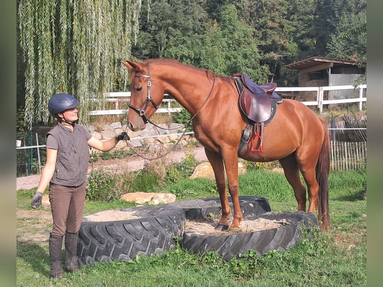 Quarter Pony Wałach 3 lat 152 cm Kasztanowata in Bayerbach