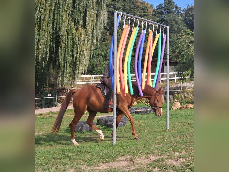 Quarter Pony Wałach 3 lat 152 cm Kasztanowata in Bayerbach