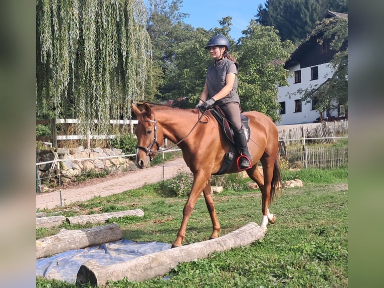 Quarter Pony Wałach 3 lat 152 cm Kasztanowata in Bayerbach
