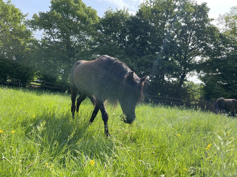 Quarter Pony Mix Wałach 3 lat 155 cm Kara in Essen