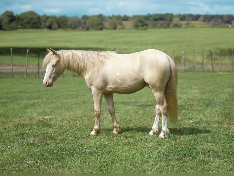 Quarter Pony Wałach 4 lat 122 cm Cremello in Bloomburg