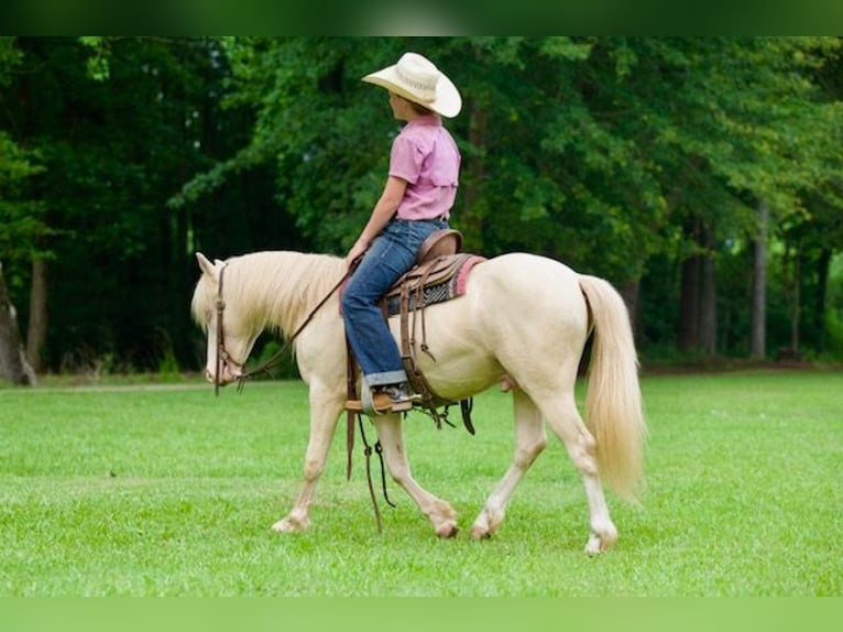 Quarter Pony Wałach 4 lat 122 cm Cremello in Bloomburg