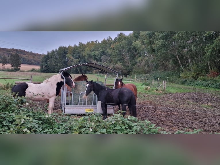 Quarter Pony Mix Wałach 4 lat 144 cm Kara in Bad Salzdetfurth