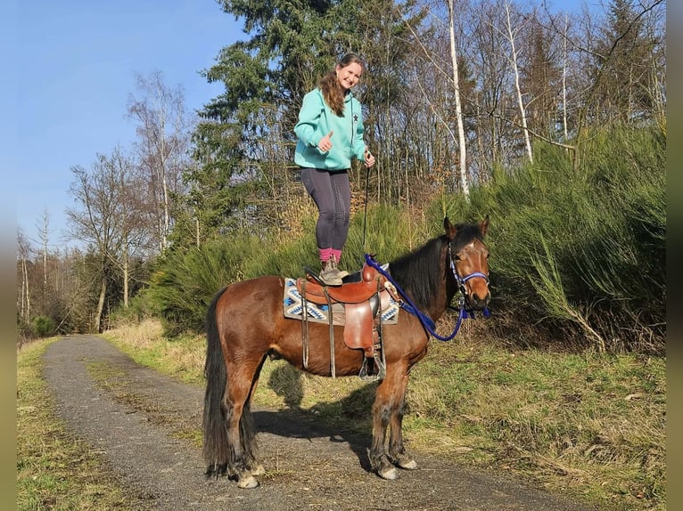 Quarter Pony Wałach 4 lat 146 cm Gniada in Linkenbach