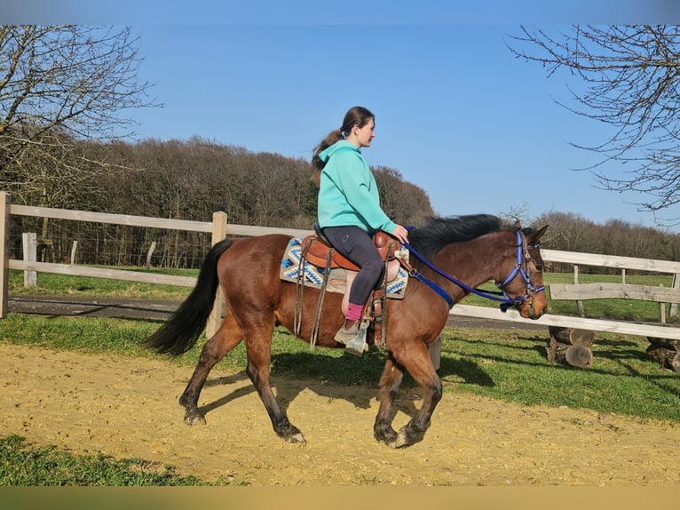 Quarter Pony Wałach 4 lat 146 cm Gniada in Linkenbach