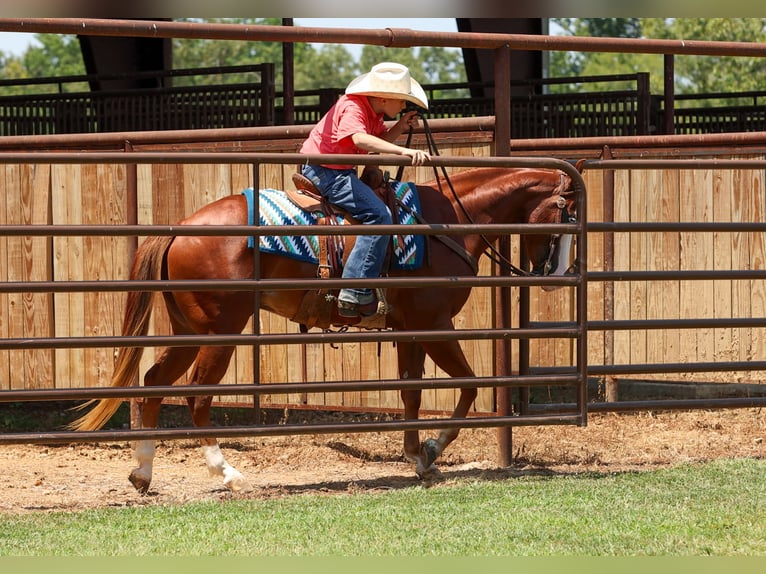 Quarter Pony Wałach 4 lat Cisawa in Quitman
