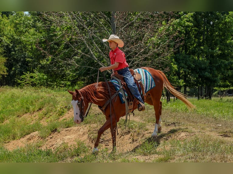 Quarter Pony Wałach 4 lat Cisawa in Quitman