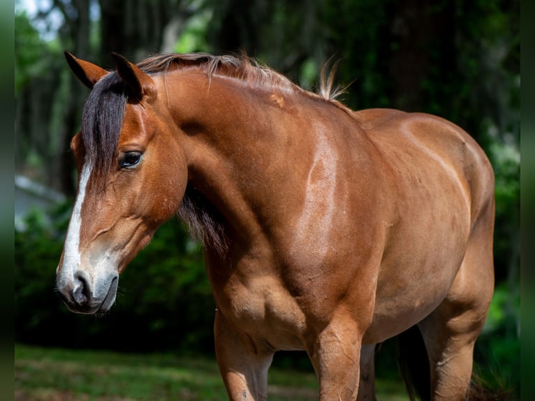 Quarter Pony Wałach 4 lat Gniada in Ocala