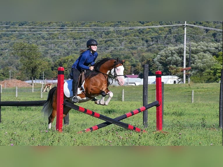 Quarter Pony Wałach 5 lat 130 cm Srokata in Rebersburg