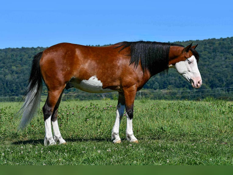 Quarter Pony Wałach 5 lat 130 cm Srokata in Rebersburg