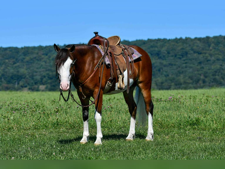 Quarter Pony Wałach 5 lat 130 cm Srokata in Rebersburg