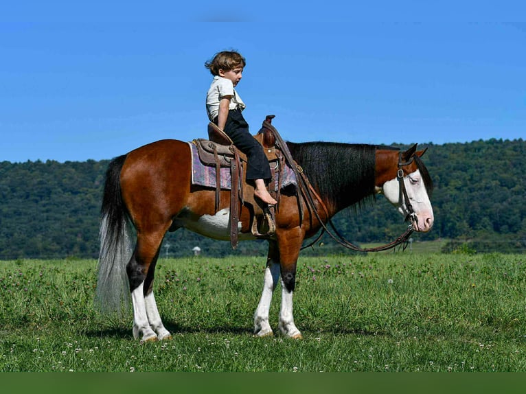 Quarter Pony Wałach 5 lat 130 cm Srokata in Rebersburg