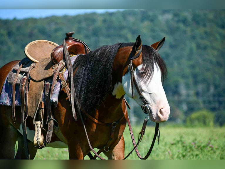 Quarter Pony Wałach 5 lat 130 cm Srokata in Rebersburg