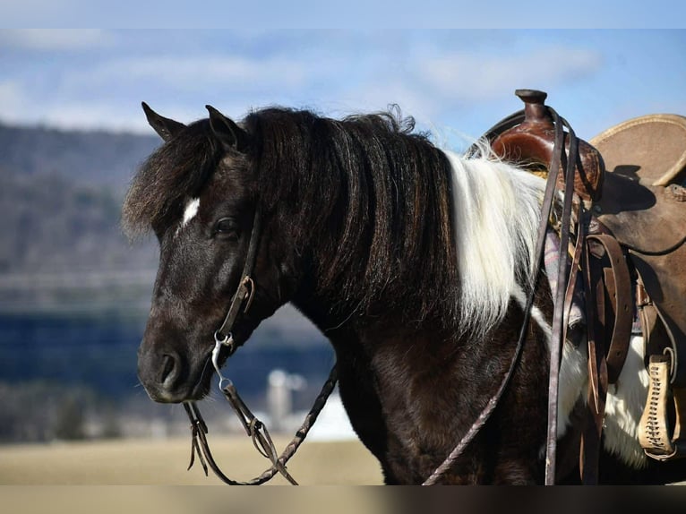 Quarter Pony Wałach 5 lat 132 cm Srokata in Rebersburg