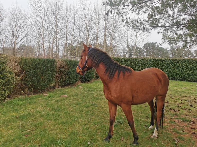 Quarter Pony Wałach 5 lat 148 cm Gniada in Templin