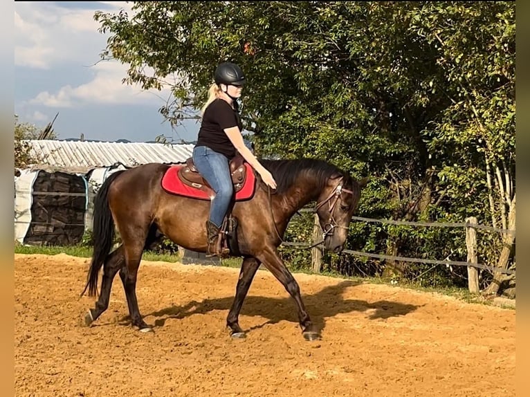 Quarter Pony Mix Wałach 5 lat 155 cm Jelenia in Reichshof