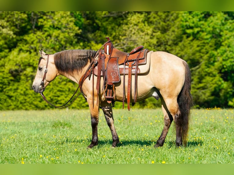Quarter Pony Wałach 5 lat Jelenia in Clarion