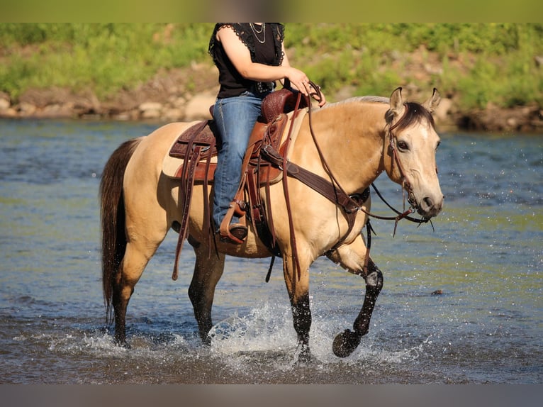 Quarter Pony Wałach 5 lat Jelenia in Clarion