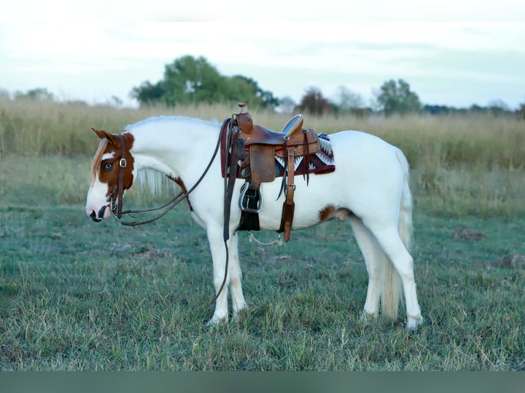Quarter Pony Wałach 5 lat Srokata in Purdy