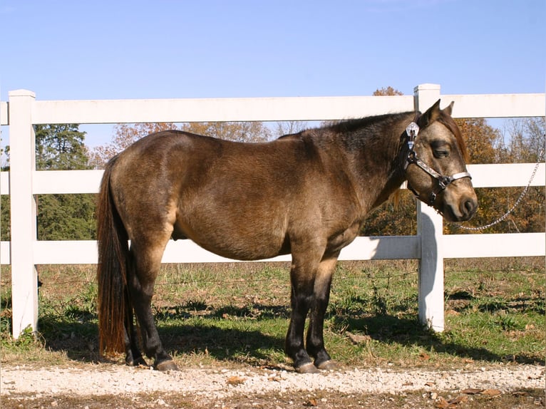 Quarter Pony Wałach 6 lat 119 cm Jelenia in New Haven