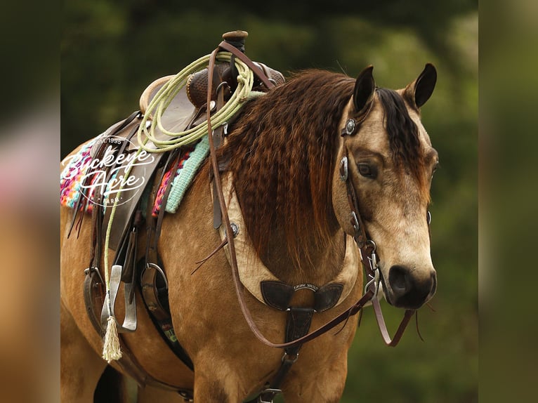 Quarter Pony Wałach 6 lat 140 cm Jelenia in Millersburg