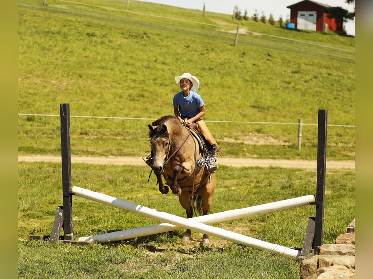 Quarter Pony Wałach 6 lat 140 cm Jelenia in Millersburg