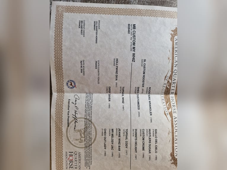 Quarter Pony Wałach 6 lat 142 cm Gniada in Rotterdam