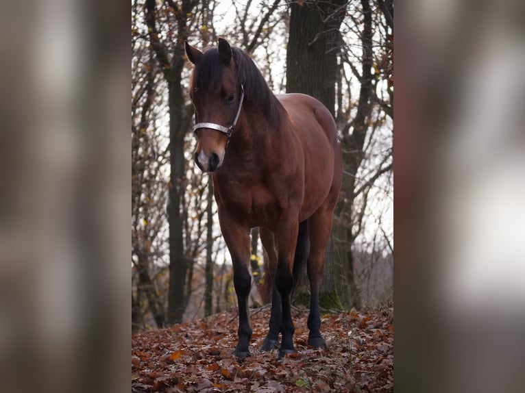 Quarter Pony Wałach 6 lat 142 cm Gniada in Nettersheim