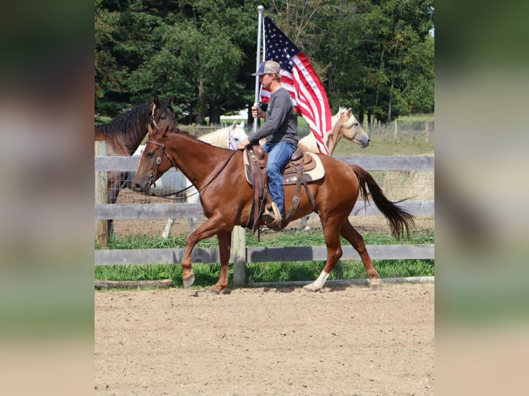 Quarter Pony Wałach 6 lat 147 cm Ciemnokasztanowata in Howell