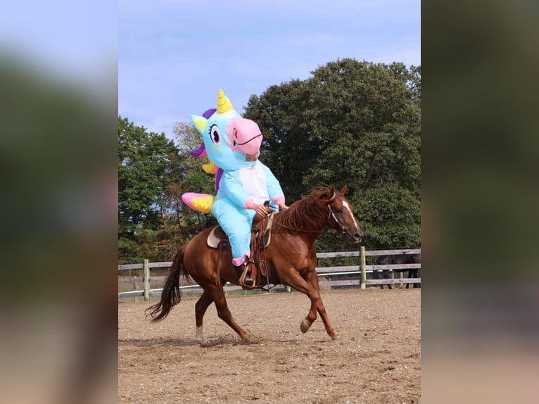 Quarter Pony Wałach 6 lat 147 cm Ciemnokasztanowata in Howell