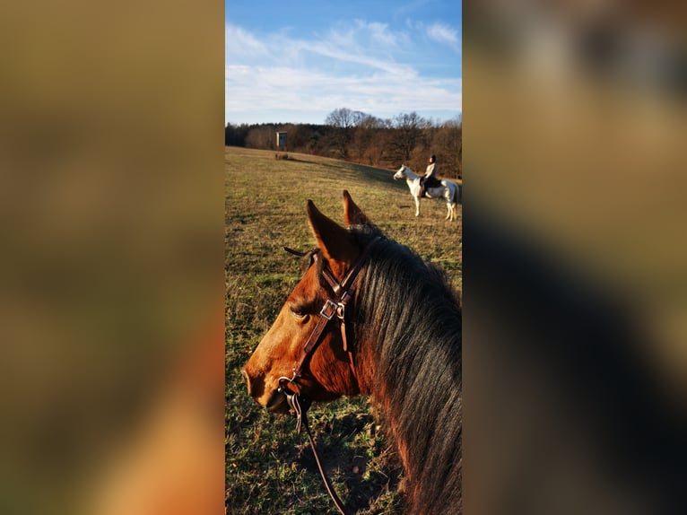 Quarter Pony Wałach 6 lat 148 cm Gniada in Templin