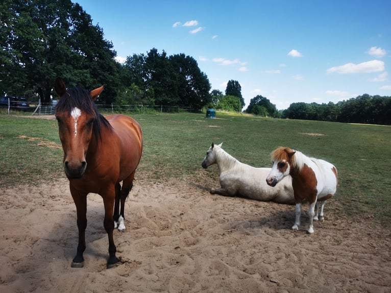 Quarter Pony Wałach 6 lat 148 cm Gniada in Templin