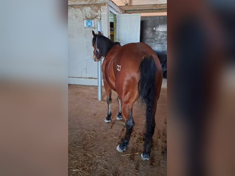 Quarter Pony Wałach 6 lat 148 cm in Nidderau