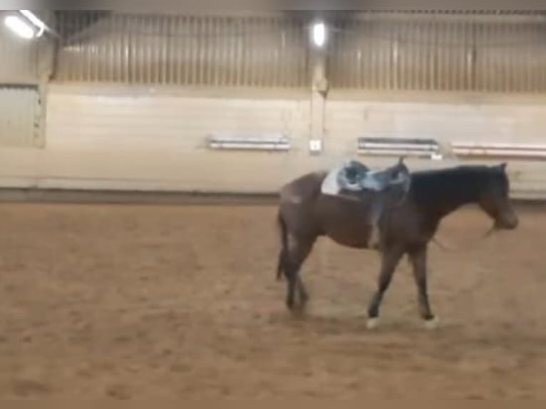 Quarter Pony Wałach 6 lat 148 cm in Nidderau