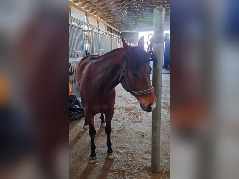 Quarter Pony Wałach 6 lat 148 cm in Nidderau
