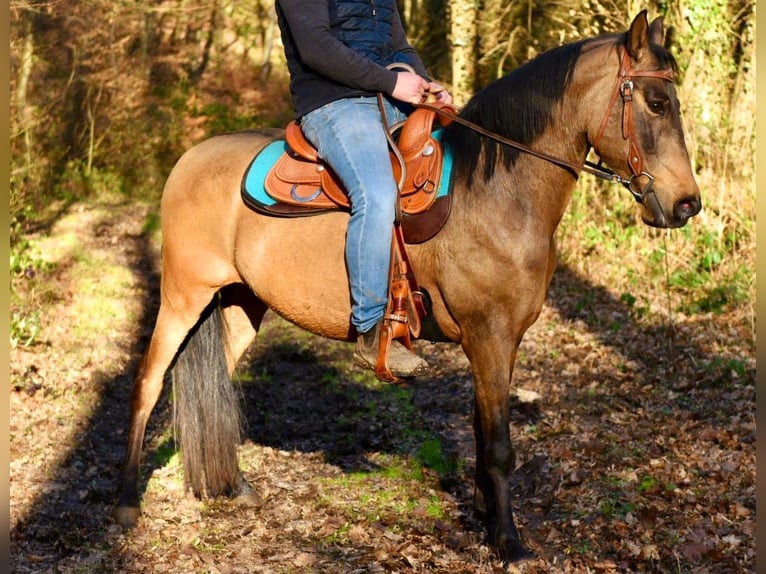 Quarter Pony Wałach 6 lat 156 cm Jelenia in Someren