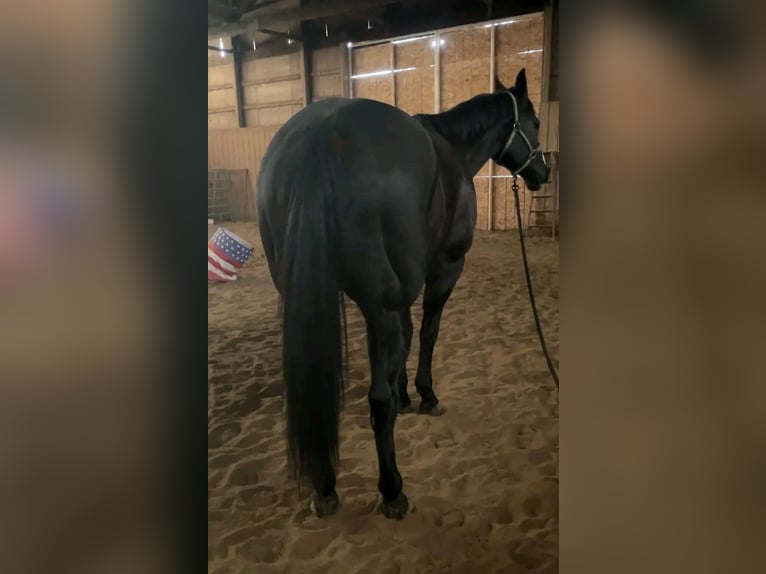 Quarter Pony Mix Wałach 6 lat 158 cm Gniadodereszowata in Chicago