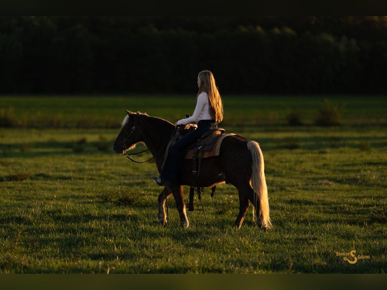 Quarter Pony Wałach 7 lat 137 cm Izabelowata in Bogard