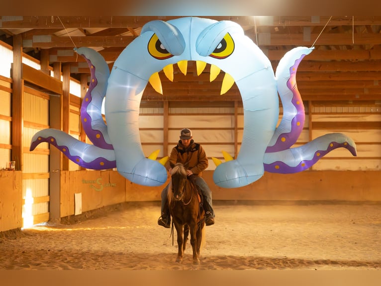 Quarter Pony Wałach 7 lat 137 cm Izabelowata in Bogard