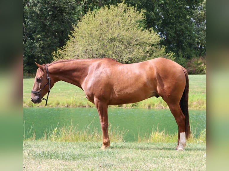 Quarter Pony Wałach 7 lat 147 cm Ciemnokasztanowata in Howell