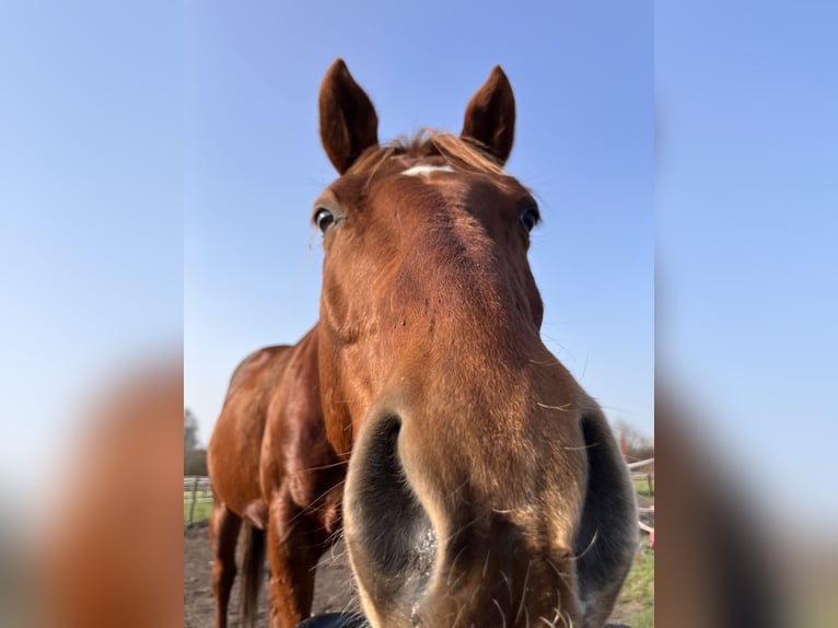 Quarter Pony Wałach 7 lat 147 cm Kasztanowata in Recke