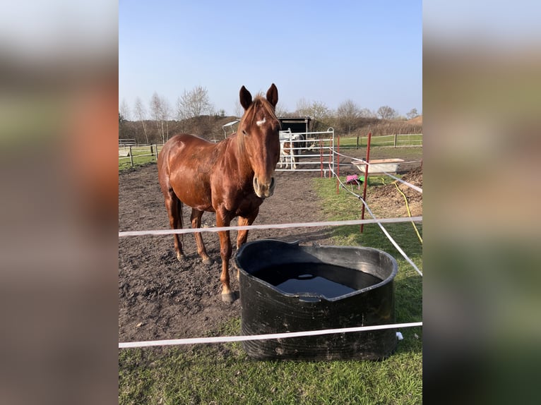 Quarter Pony Wałach 7 lat 147 cm Kasztanowata in Recke