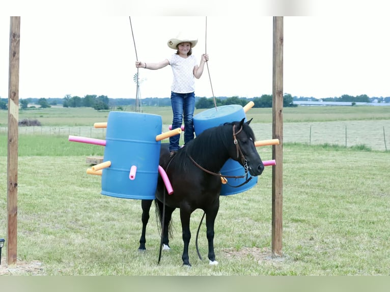 Quarter Pony Wałach 8 lat 132 cm Kara in Mount Vernon