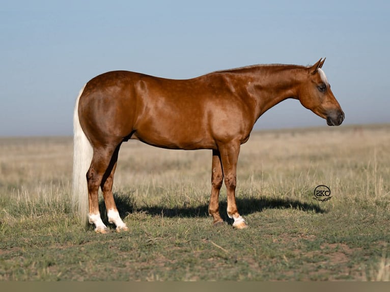 Quarter Pony Wałach 8 lat 142 cm Izabelowata in Canyon